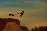 Cap bily - Ciconia ciconia - White Stork 2080a